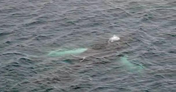 Humpback Whale Megaptera Novaeangliae Swimming Sea Antarctica — Stock Video