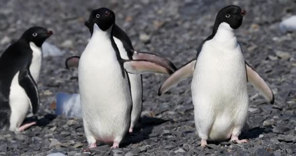 Adelie Penguins Pygoscelis Adeliae Rochas Hope Bay Península Antártica Antártida — Vídeo de Stock