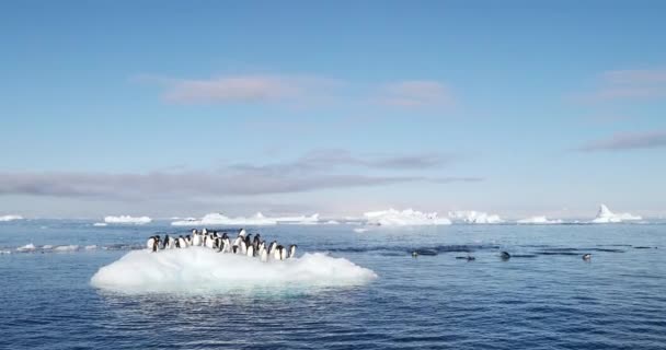 Adelie Penguenleri Pygoscelis Adeliae Umut Körfezi Nde Buz Üzerinde Antarktika — Stok video