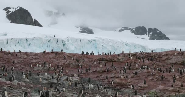 Gentoo Penguins Pygoscelis Papua Колония Скалистом Снежном Ландшафте Остров Кувервилл — стоковое видео