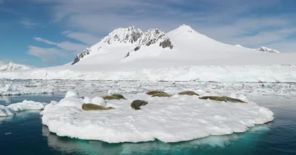 Zeehonden Rusten Ijsschotsen Bij Damoy Point Antarctisch Schiereiland Antarctica — Stockvideo