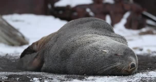 Pelsrobben Arctocephalus Gazella Slapen Sneeuw Deception Island Antarctisch Schiereiland Antarctica — Stockvideo