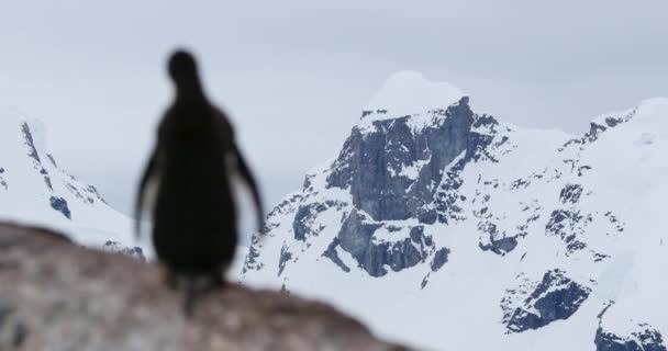 Пингвин Ggentoo Pygoscelis Papua Перед Покрытой Снегом Горой Waterboat Point — стоковое видео