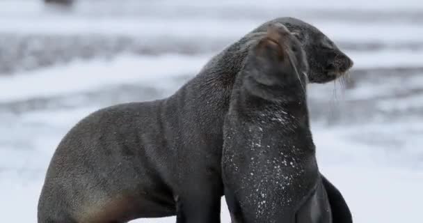 Морские Котики Arctocephalus Gazella Сражаются Снегу Острове Обмана Антарктический Полуостров — стоковое видео