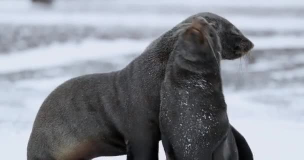 Focas Piel Arctocephalus Gazella Luchando Nieve Isla Decepción Península Antártica — Vídeo de stock