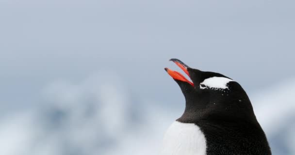 Ezelspinguïn Pygoscelis Papua Waterbootpunt Antarctisch Schiereiland Antarctica — Stockvideo
