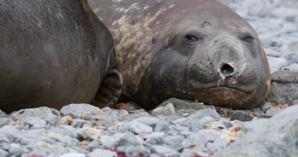 Южные Тюлени Слонов Mirounga Leonina Лежат Скалах Острове Торгерсен Антарктический — стоковое видео