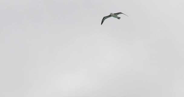 Albatross Flying Cloudy Sky Drake Passage Antarctica — Stock Video