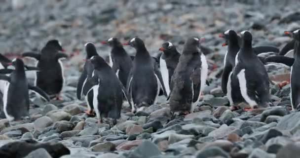 Groep Ezelspinguïns Pygoscelis Papua Kuikens Rotsen Cuverville Island Antarctica — Stockvideo