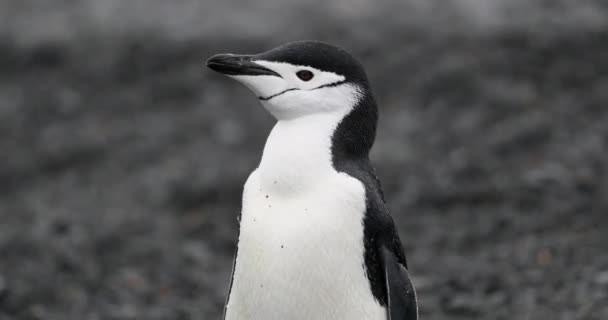 Pinguim Chinstrap Pygoscelis Antarcticus Balançando Cabeça Half Moon Island Antártida — Vídeo de Stock