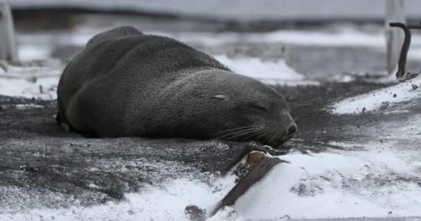 Меховой Тюлень Arctocephalus Gazella Лежит Снегу Острове Обмана Антарктический Полуостров — стоковое видео