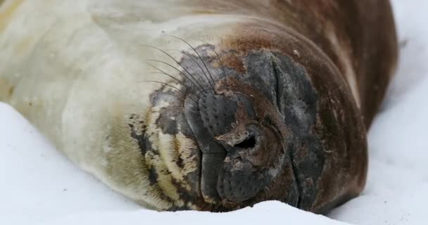 Kvinnlig Elefantsäl Mirounga Leonina Sover Snö Vid Waterboat Point Antarktiska — Stockvideo