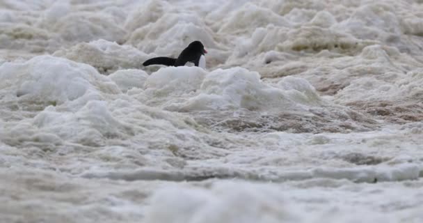 Gentoo Penguin Pygoscelis Papua Ходить Снігом Затоці Неко Антарктида — стокове відео