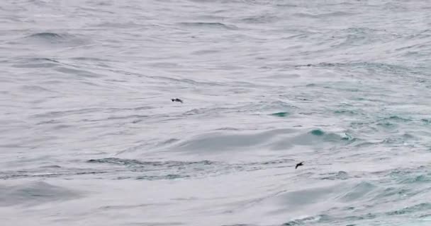 Albatrosses Flying Water Drake Passage Antarctica — Stock Video