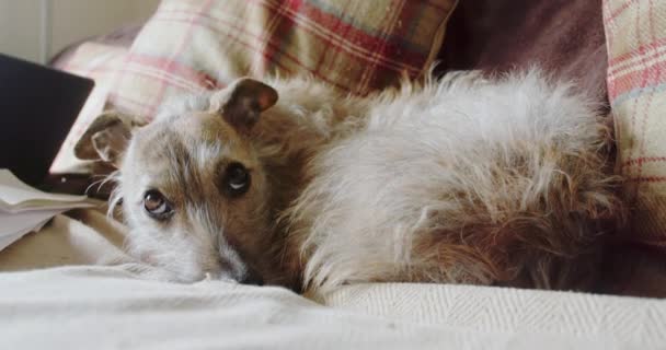 Σκύλος Ξαπλωμένος Στον Καναπέ — Αρχείο Βίντεο