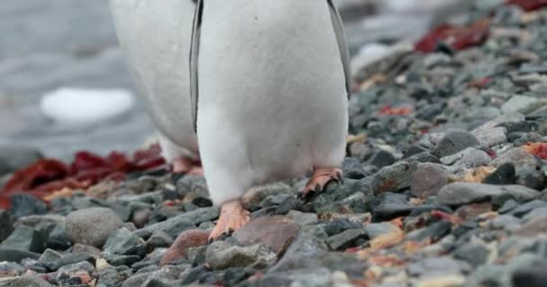 Piedi Gentoo Penguins Pygoscelis Papua Pulcino Camminare Rocce Isola Cuverville — Video Stock