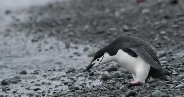 Chinstrap Penguin Pygoscelis Antarcticus Dricksvatten Half Moon Island Antarktis — Stockvideo