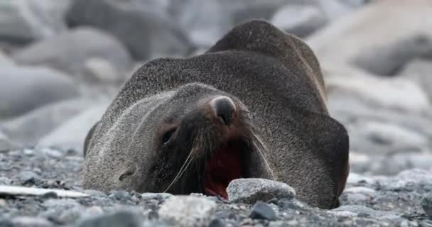 Foca Piel Masculina Bostezando Acostada Playa Rocosa Isla Half Moon — Vídeo de stock