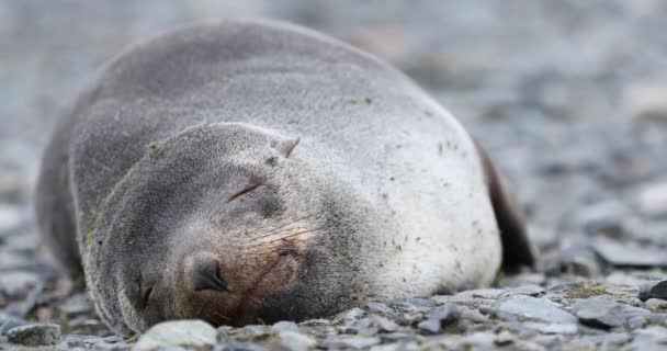 Foca Peletera Antártica Arctocephalus Gazella Durmiendo Sobre Rocas Half Moon — Vídeos de Stock