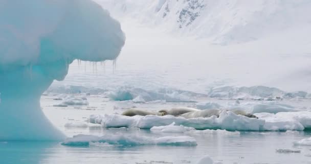 Tätningar Isflak Vid Damoy Point Antarktiska Halvön Antarktis — Stockvideo