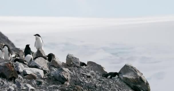 Адели Пингвины Pygoscelis Adeliae Скалах Бухте Хоуп Антарктический Полуостров Антарктида — стоковое видео
