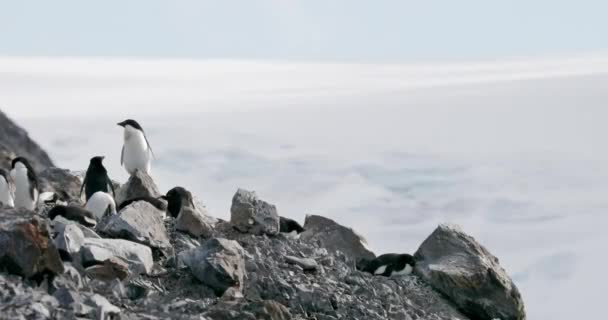 Adelie Penguins Pygoscelis Adeliae Rochas Hope Bay Península Antártica Antártida — Vídeo de Stock