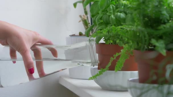 Mano Mujer Regando Plantas Maceta — Vídeos de Stock