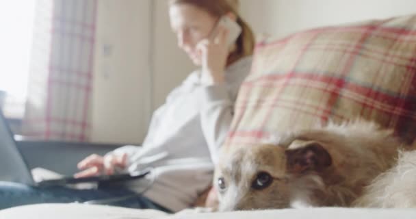 Собака Лежит Диване Женщина Ноутбука Телефон Фоновом Режиме — стоковое видео