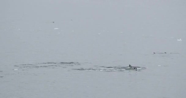 Ballena Jorobada Megaptera Novaeangliae Nadando Mar Antártida — Vídeo de stock