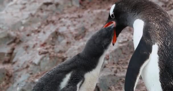 Pinguim Gentoo Pygoscelis Papua Alimentando Filhote Neko Harbor Península Antártica — Vídeo de Stock
