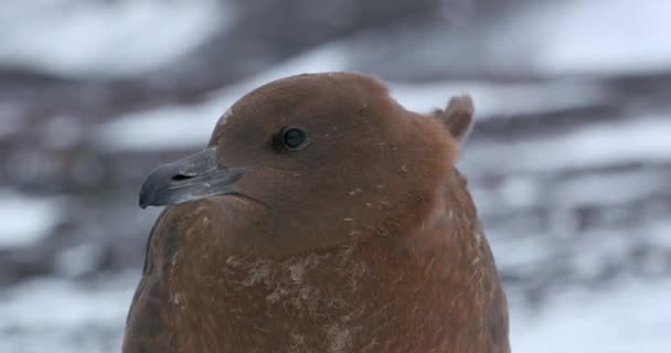 Молодой Браун Скуа Stercorarius Antarcticus Острове Обман Антарктический Полуостров Антарктида — стоковое видео