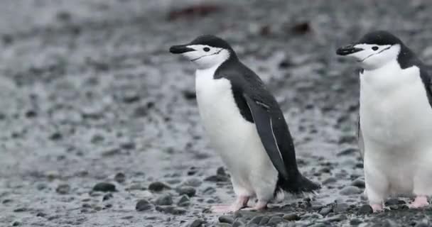 Chinstrap Пингвины Pygoscelis Antarcticus Питьевой Воды Острове Half Moon Антарктида — стоковое видео