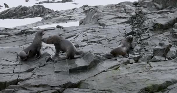 Sydlig Elefantsäl Mirounga Leonina Klippor Torgersenön Antarktiska Halvön Antarktis — Stockvideo