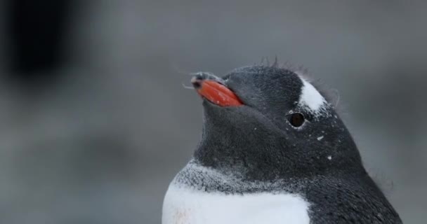 Gentoo Penguin Pygoscelis Papua Kuiken Kijken Rond Cuverville Island Antarctica — Stockvideo