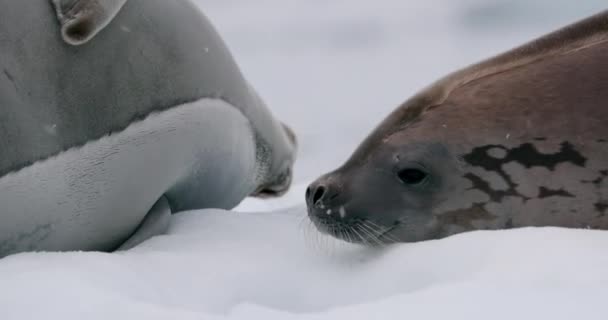 Два Тюленя Крабиста Канцерофага Лободона Лежат Снегу Острове Торгерсен Антарктический — стоковое видео