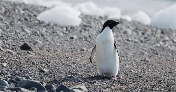Adelie Penguin Pygoscelis Adeliae Rocks Hope Bay Antarctic Peninsula Antarctica — Stock Video