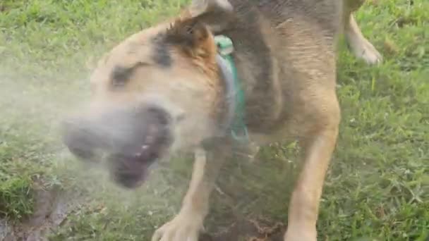 Perro Jugando Con Agua Pulverización Césped — Vídeos de Stock