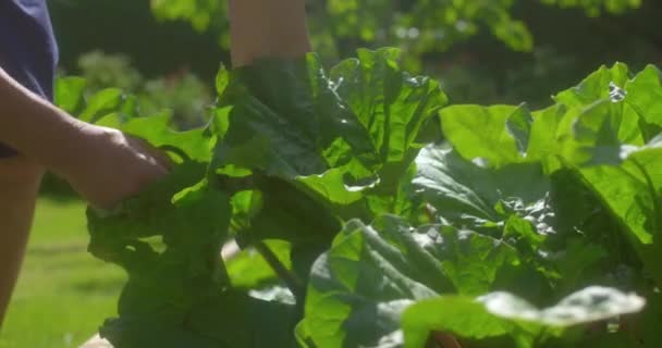 Les Mains Femme Cueillant Des Feuilles Rhubarbe Dans Jardin — Video