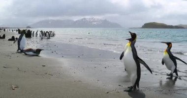 Sahildeki Kral penguen sürüsü