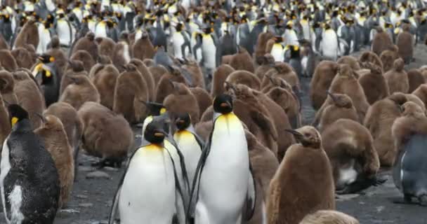 Flock Adult Young King Penguins — Stock Video