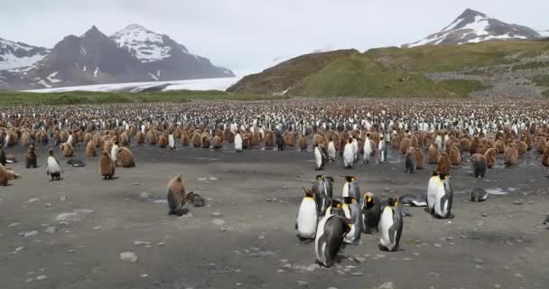 Flock King Penguins Snow Covered Mountains — Stock Video