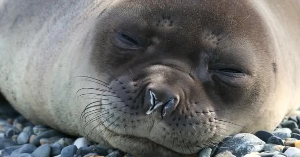 Southern Elephant Seal Sleeping Pebbles — Stock Video