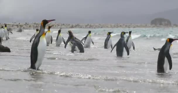 Kudde Koningspinguïns Aan Kust — Stockvideo