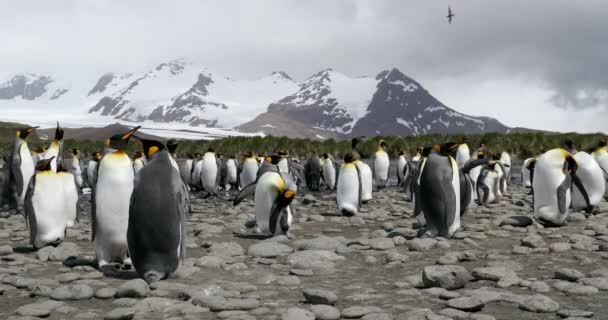 Gregge Pinguini Sulla Spiaggia Ciottoli Con Neve — Video Stock