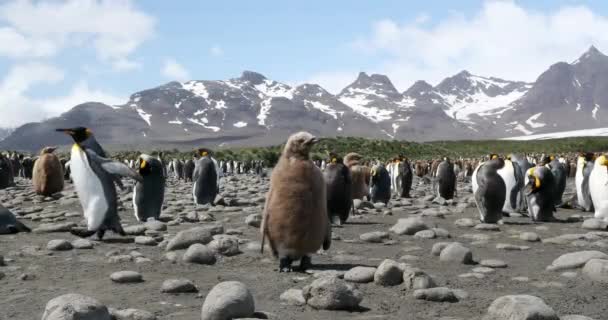 Flock King Penguins Pebbled Beach Snow — Stock Video