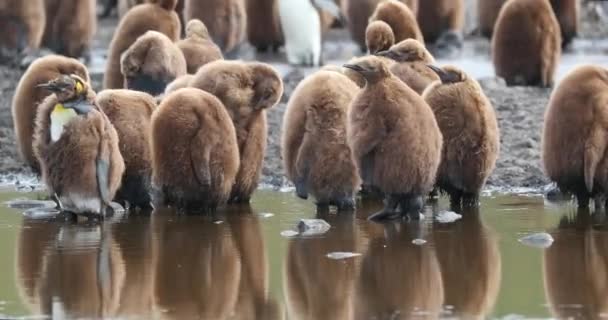 Jonge Koningspinguïns Het Strand — Stockvideo