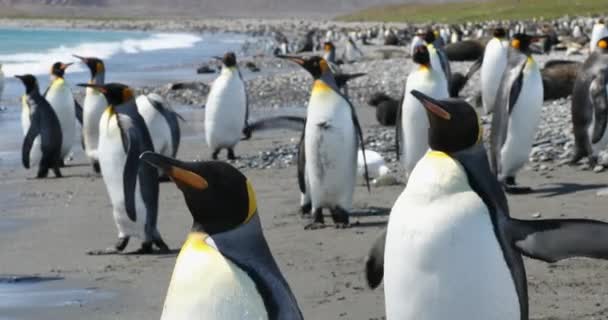 Flock King Penguins Coast — Stock Video