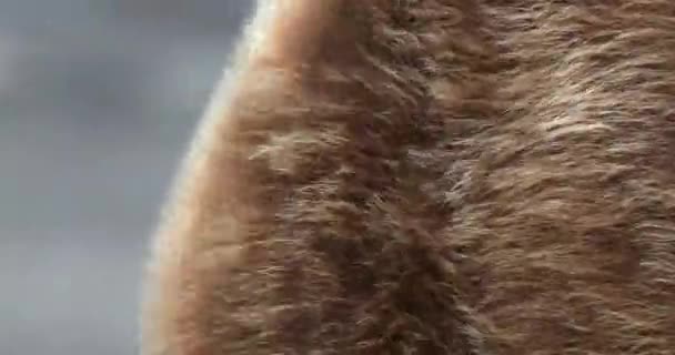 年轻国王企鹅的褐色羽毛 — 图库视频影像