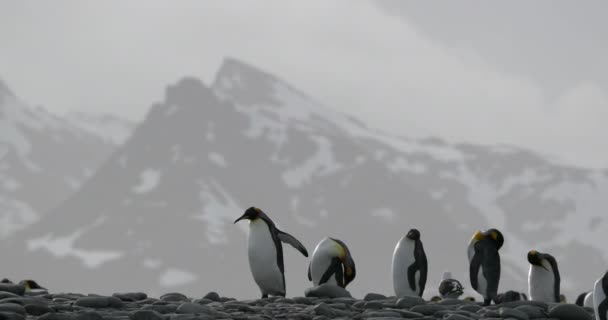 Pinguins Rei Seixos Com Neve Coberta — Vídeo de Stock
