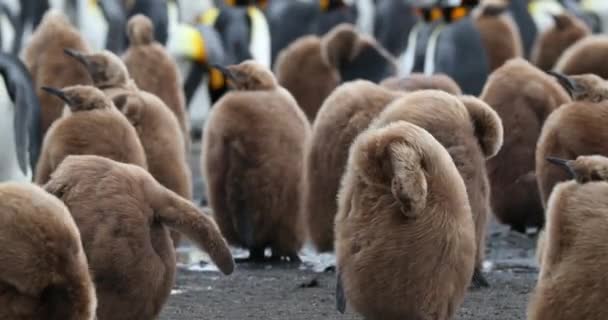 Jóvenes Adultos Pingüinos Rey — Vídeo de stock